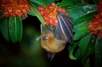 Kalon ramenaty - Cynopterus brachyotis - Lesser Short-nosed Fruit Bat o4303